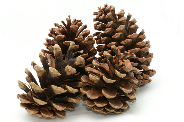 pine cone
